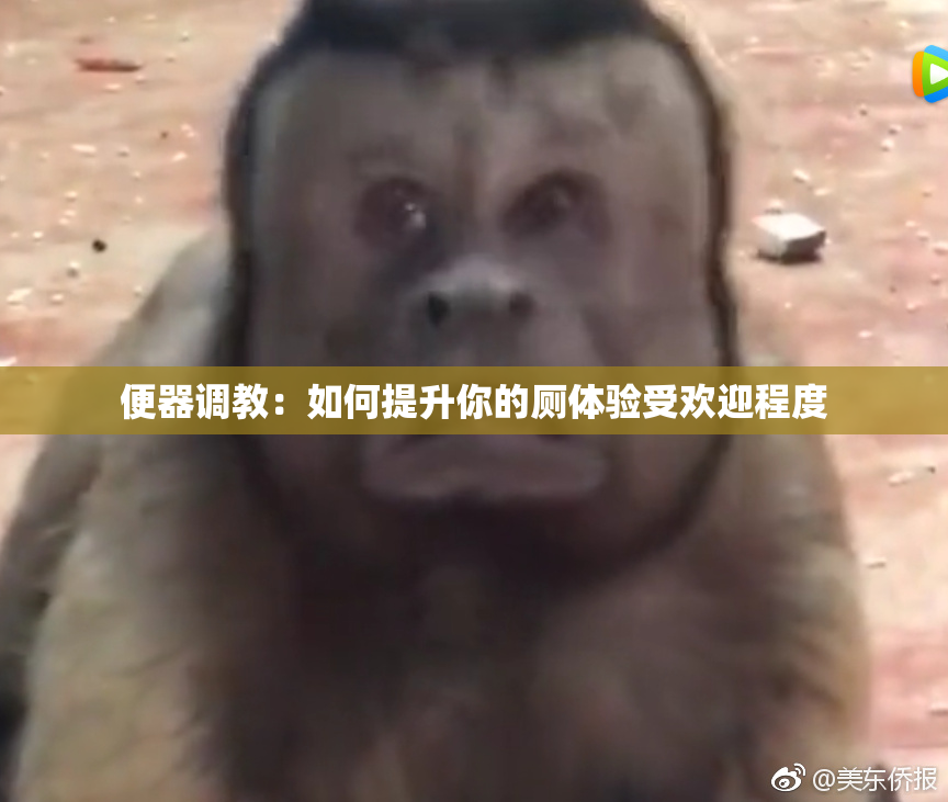 便器调教：如何提升你的厕体验受欢迎程度