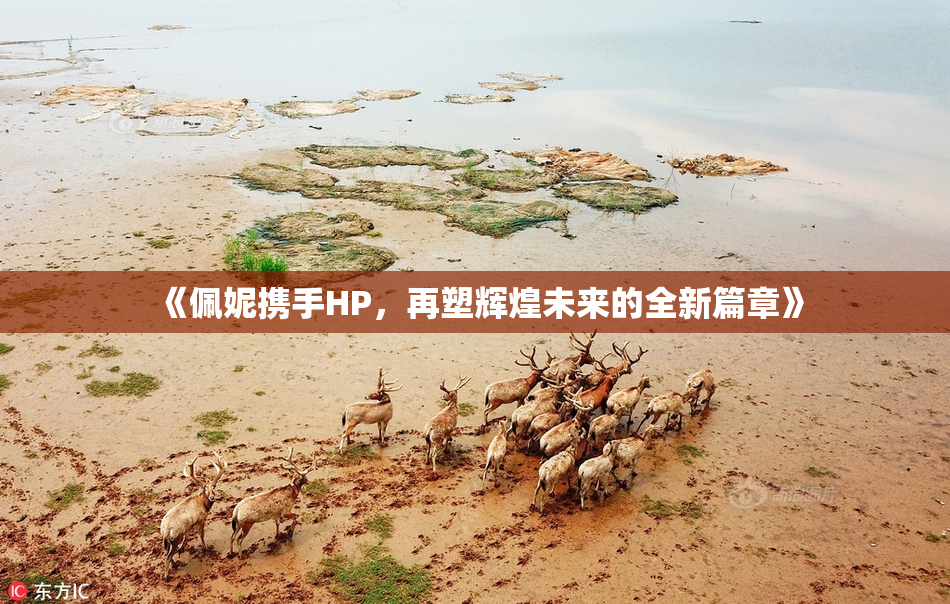 《佩妮携手HP，再塑辉煌未来的全新篇章》
