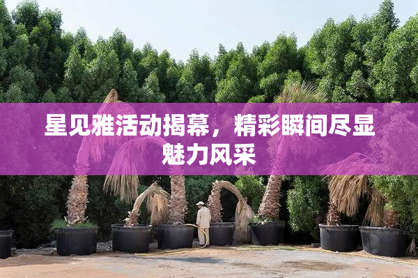 星见雅活动揭幕，精彩瞬间尽显魅力风采