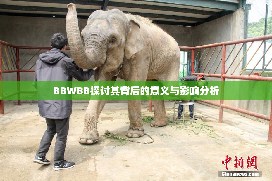 BBWBB探讨其背后的意义与影响分析