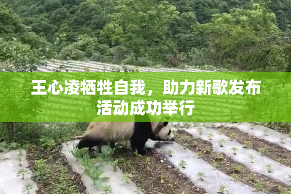 王心凌牺牲自我，助力新歌发布活动成功举行