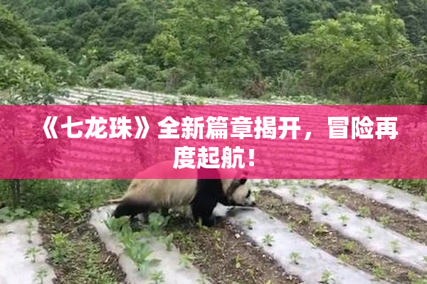 《七龙珠》全新篇章揭开，冒险再度起航！