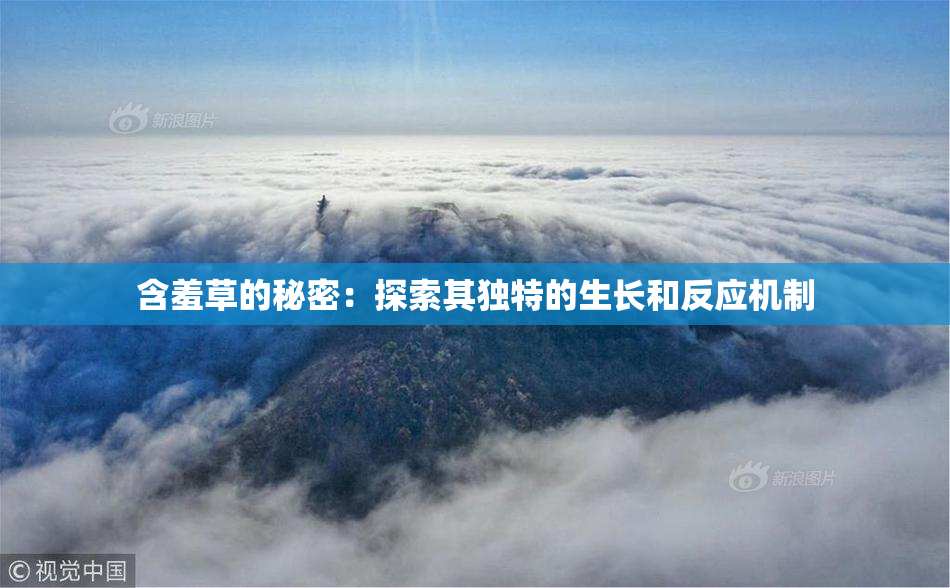 含羞草的秘密：探索其独特的生长和反应机制
