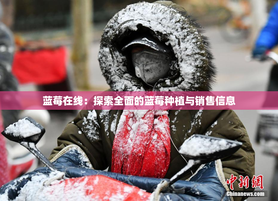 蓝莓在线：探索全面的蓝莓种植与销售信息