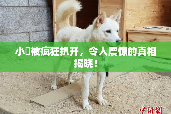 小泬被疯狂扒开，令人震惊的真相揭晓！