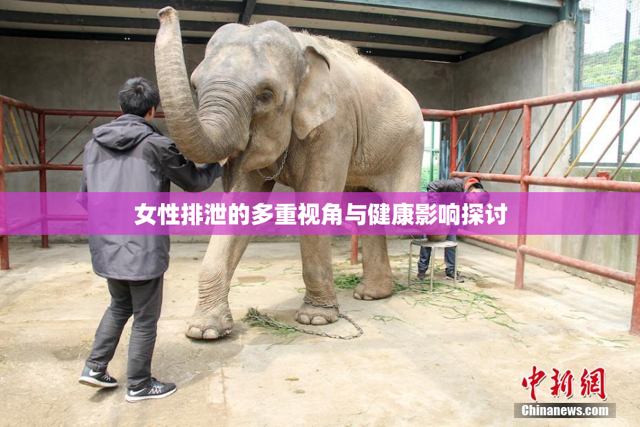女性排泄的多重视角与健康影响探讨