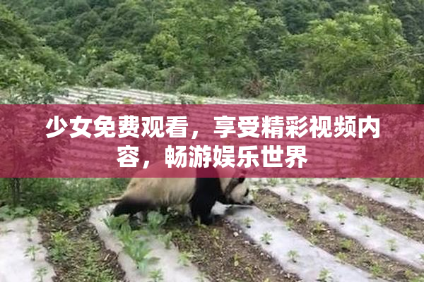 少女免费观看，享受精彩视频内容，畅游娱乐世界