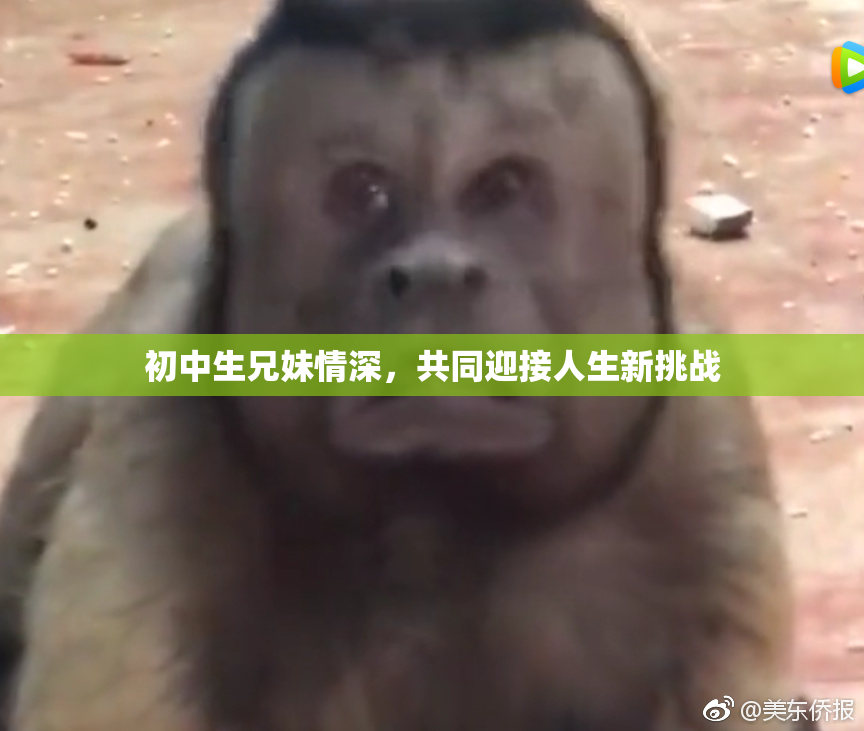 初中生兄妹情深，共同迎接人生新挑战