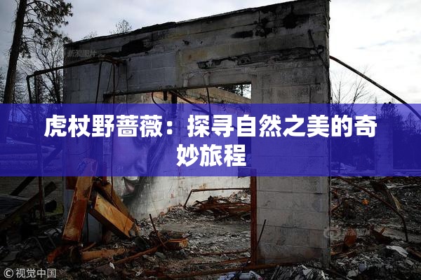 虎杖野蔷薇：探寻自然之美的奇妙旅程
