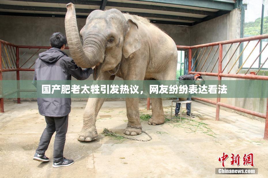 国产肥老太牲引发热议，网友纷纷表达看法