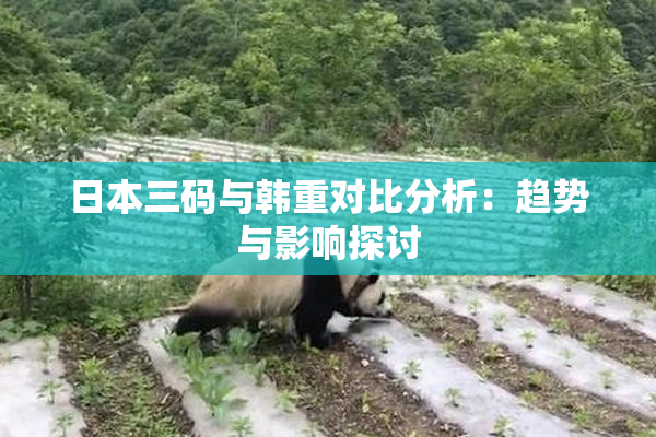 日本三码与韩重对比分析：趋势与影响探讨