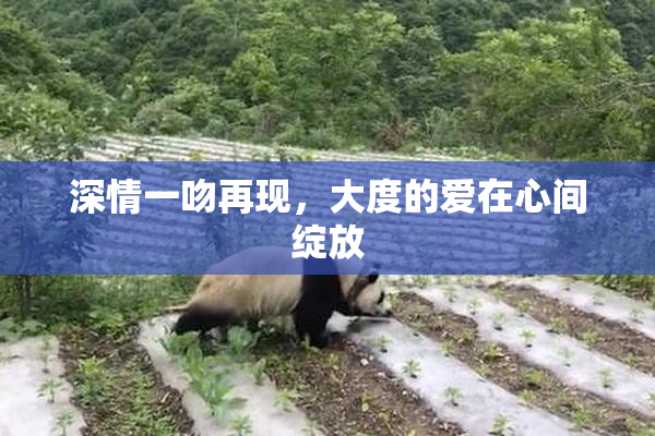 深情一吻再现，大度的爱在心间绽放