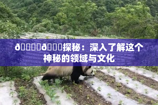 🔞‌🍌探秘：深入了解这个神秘的领域与文化