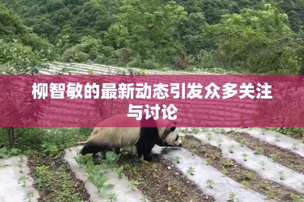 柳智敏的最新动态引发众多关注与讨论