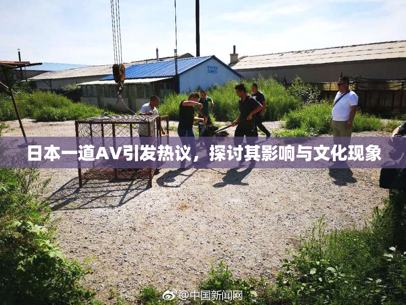 日本一道AV引发热议，探讨其影响与文化现象