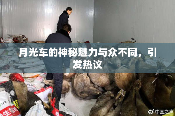 月光车的神秘魅力与众不同，引发热议