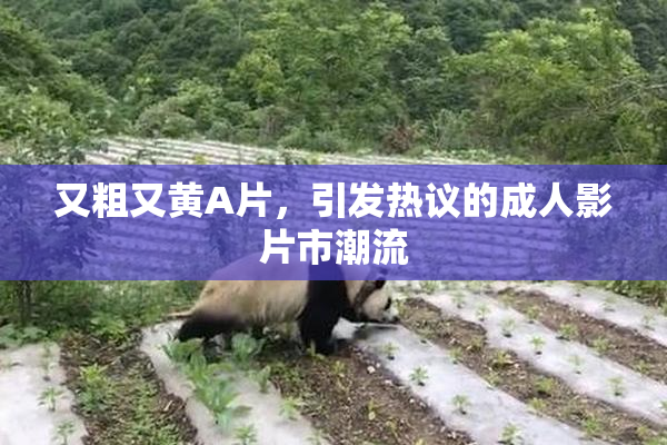 又粗又黄A片，引发热议的成人影片市潮流