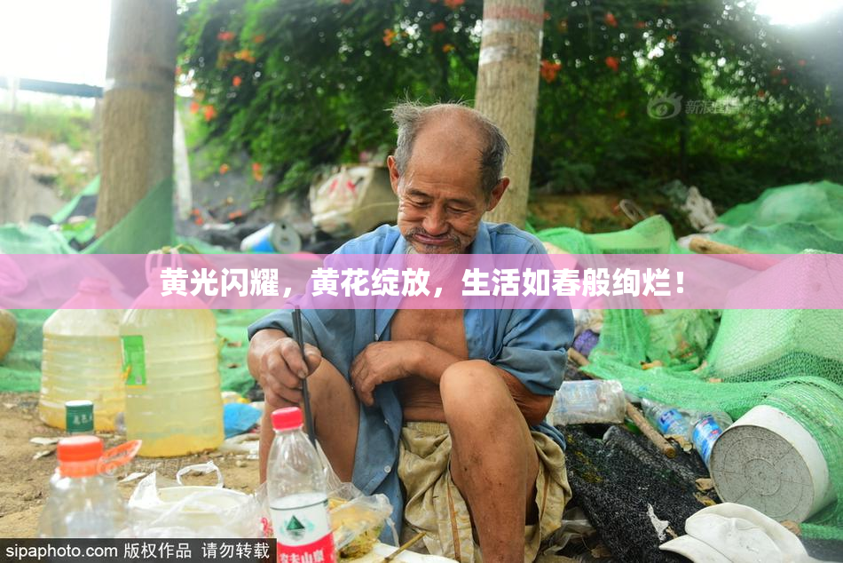 黄光闪耀，黄花绽放，生活如春般绚烂！