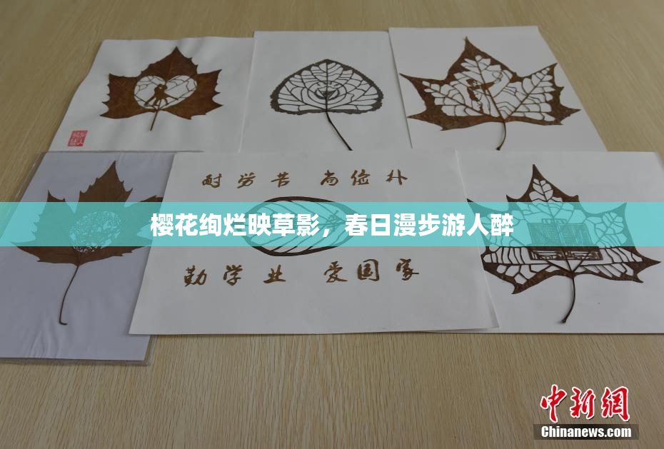 樱花绚烂映草影，春日漫步游人醉