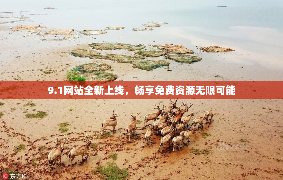 9.1网站全新上线，畅享免费资源无限可能