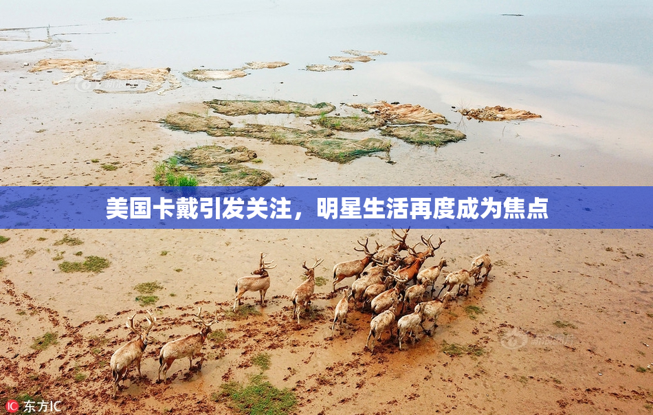 美国卡戴引发关注，明星生活再度成为焦点