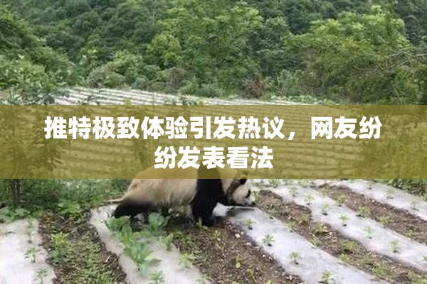 推特极致体验引发热议，网友纷纷发表看法