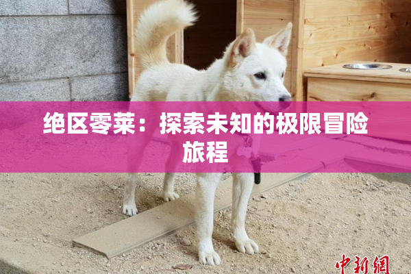 绝区零莱：探索未知的极限冒险旅程