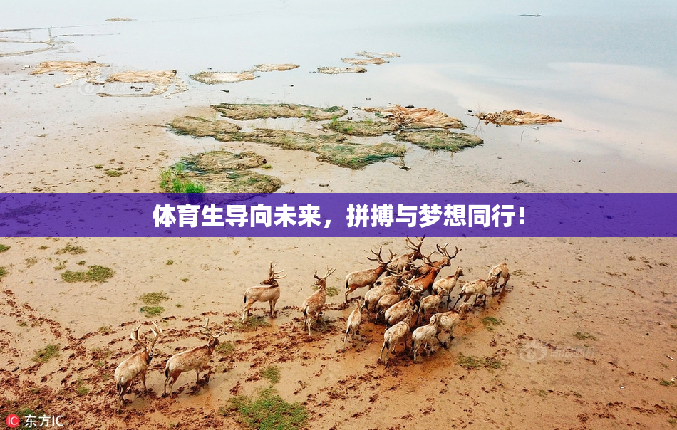 体育生导向未来，拼搏与梦想同行！