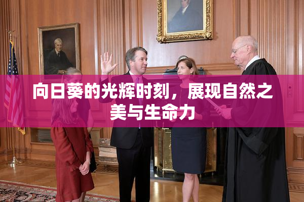 向日葵的光辉时刻，展现自然之美与生命力