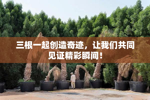 三根一起创造奇迹，让我们共同见证精彩瞬间！