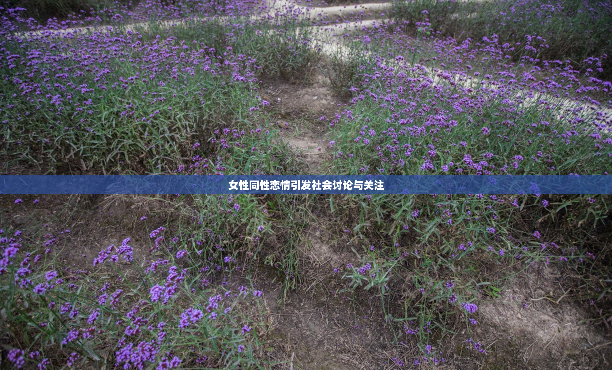 女性同性恋情引发社会讨论与关注