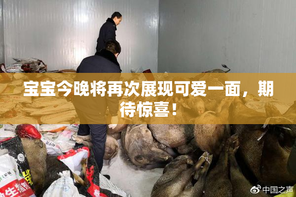 宝宝今晚将再次展现可爱一面，期待惊喜！