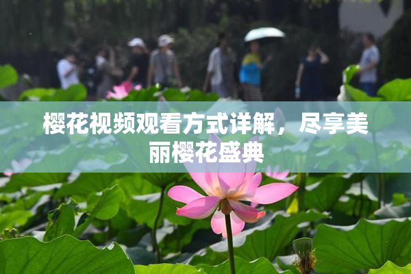 樱花视频观看方式详解，尽享美丽樱花盛典