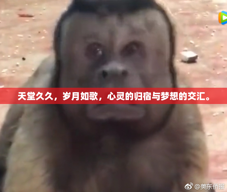 天堂久久，岁月如歌，心灵的归宿与梦想的交汇。
