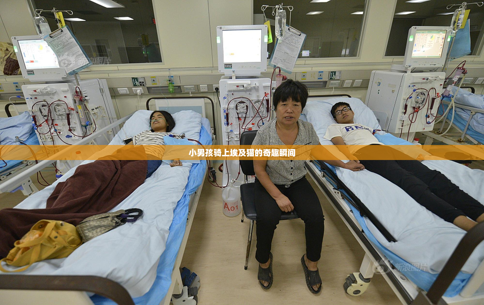 小男孩骑上埃及猫的奇趣瞬间