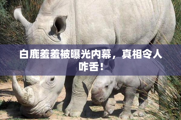 白鹿羞羞被曝光内幕，真相令人咋舌！
