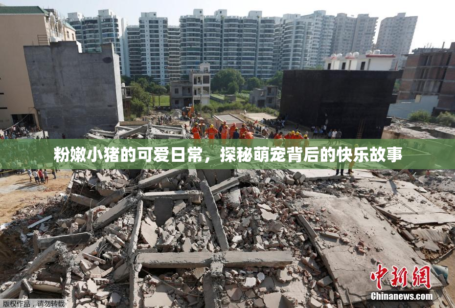 粉嫩小猪的可爱日常，探秘萌宠背后的快乐故事