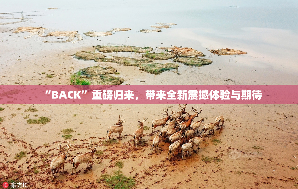 “BACK”重磅归来，带来全新震撼体验与期待