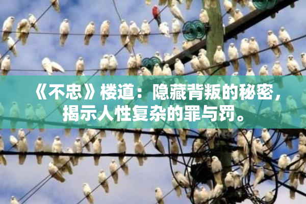 《不忠》楼道：隐藏背叛的秘密，揭示人性复杂的罪与罚。