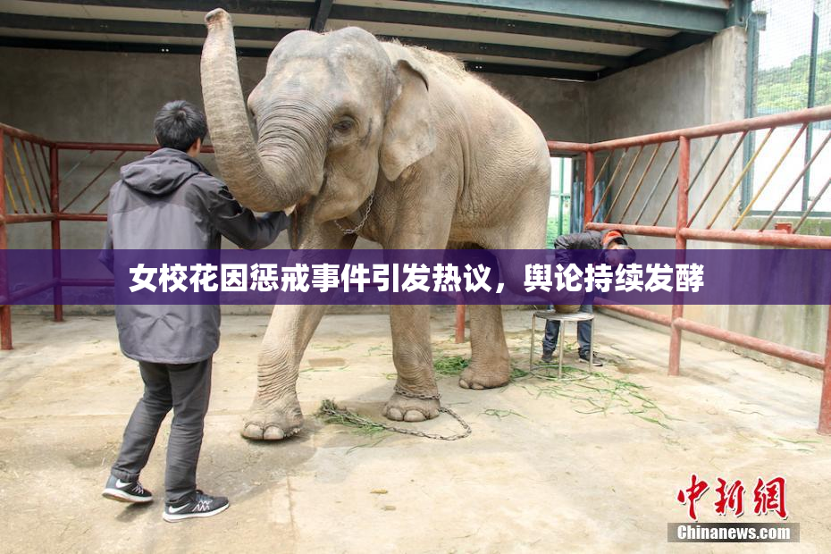 女校花因惩戒事件引发热议，舆论持续发酵