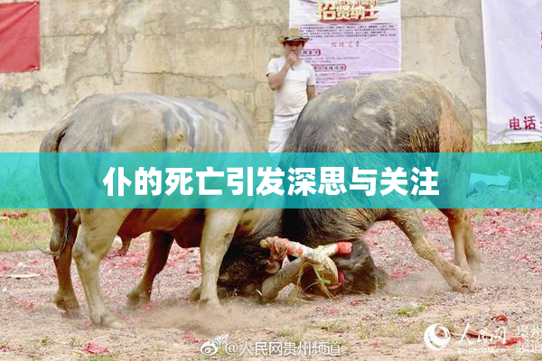 仆的死亡引发深思与关注