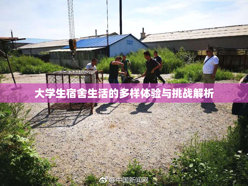 大学生宿舍生活的多样体验与挑战解析