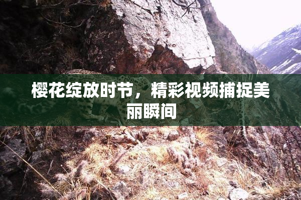 樱花绽放时节，精彩视频捕捉美丽瞬间
