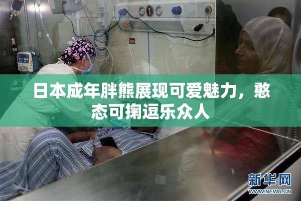 日本成年胖熊展现可爱魅力，憨态可掬逗乐众人