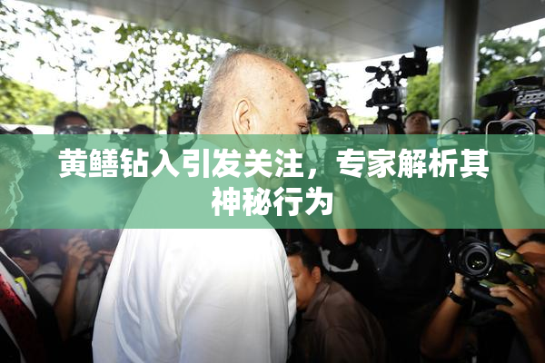 黄鳝钻入引发关注，专家解析其神秘行为