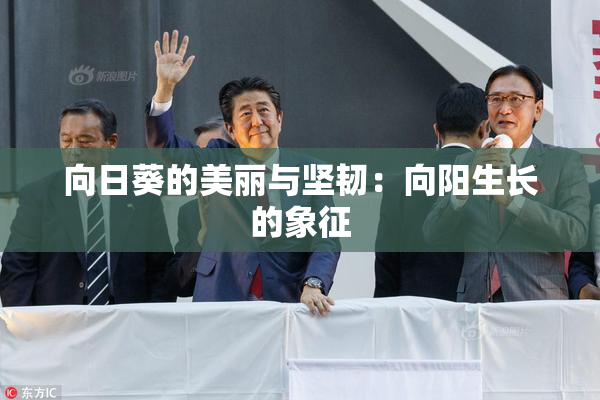 向日葵的美丽与坚韧：向阳生长的象征