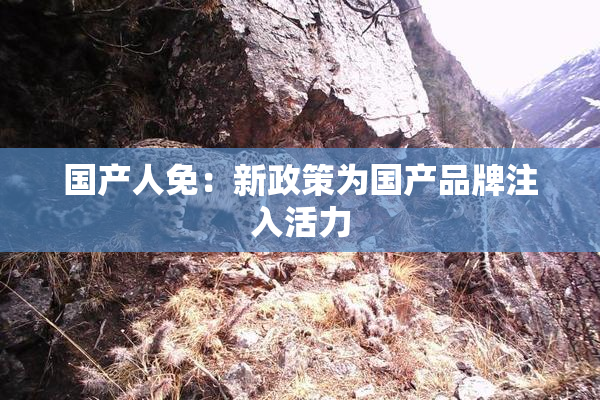 国产人免：新政策为国产品牌注入活力