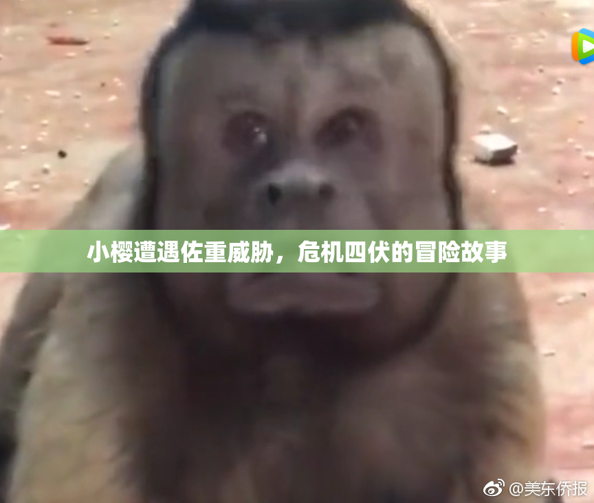 小樱遭遇佐重威胁，危机四伏的冒险故事