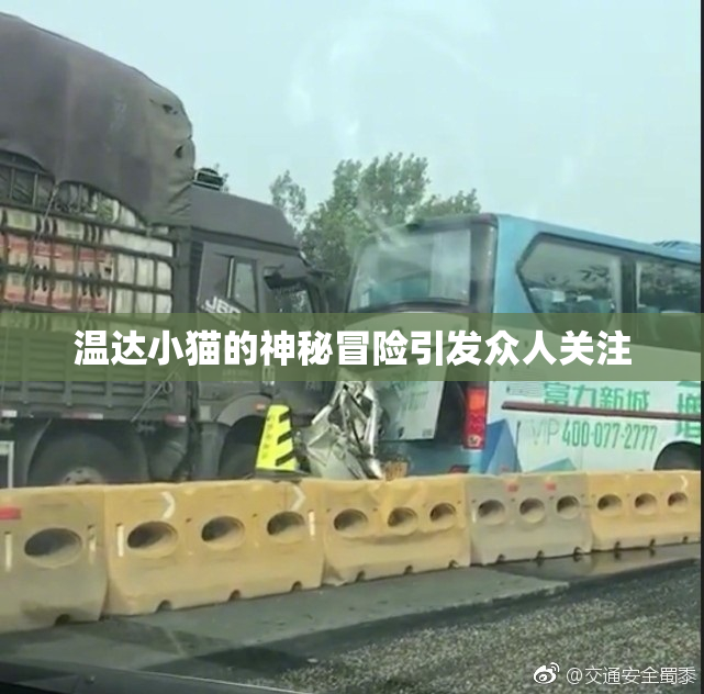 温达小猫的神秘冒险引发众人关注