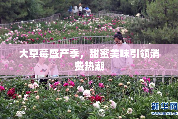 大草莓盛产季，甜蜜美味引领消费热潮